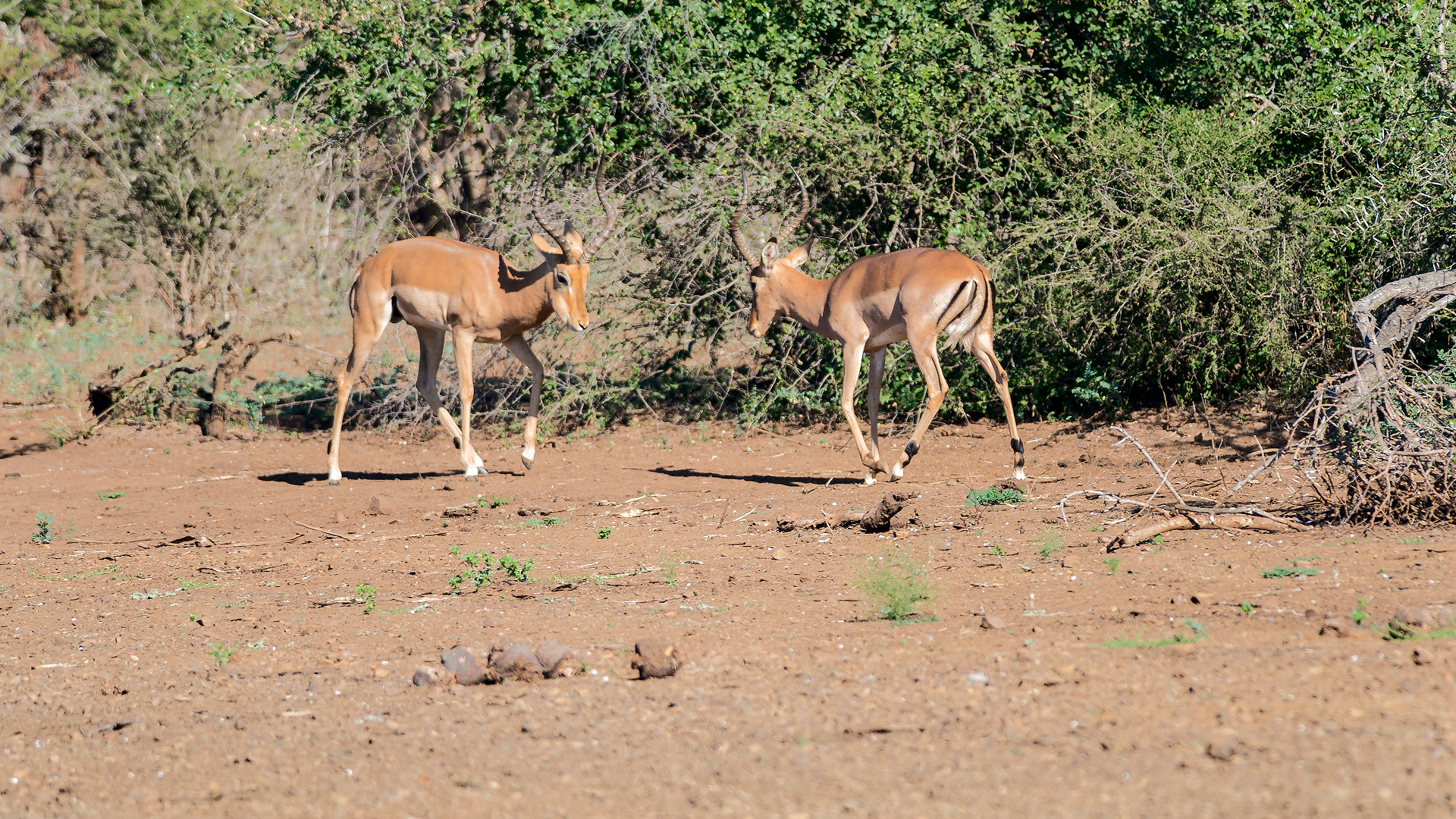 Kruger 316 copia